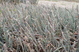 Image of Salicornia quinqueflora subsp. quinqueflora