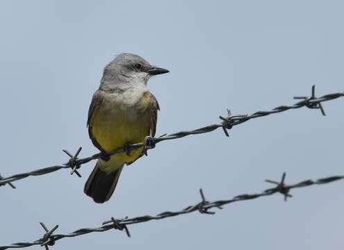 Image of Western Kingbird