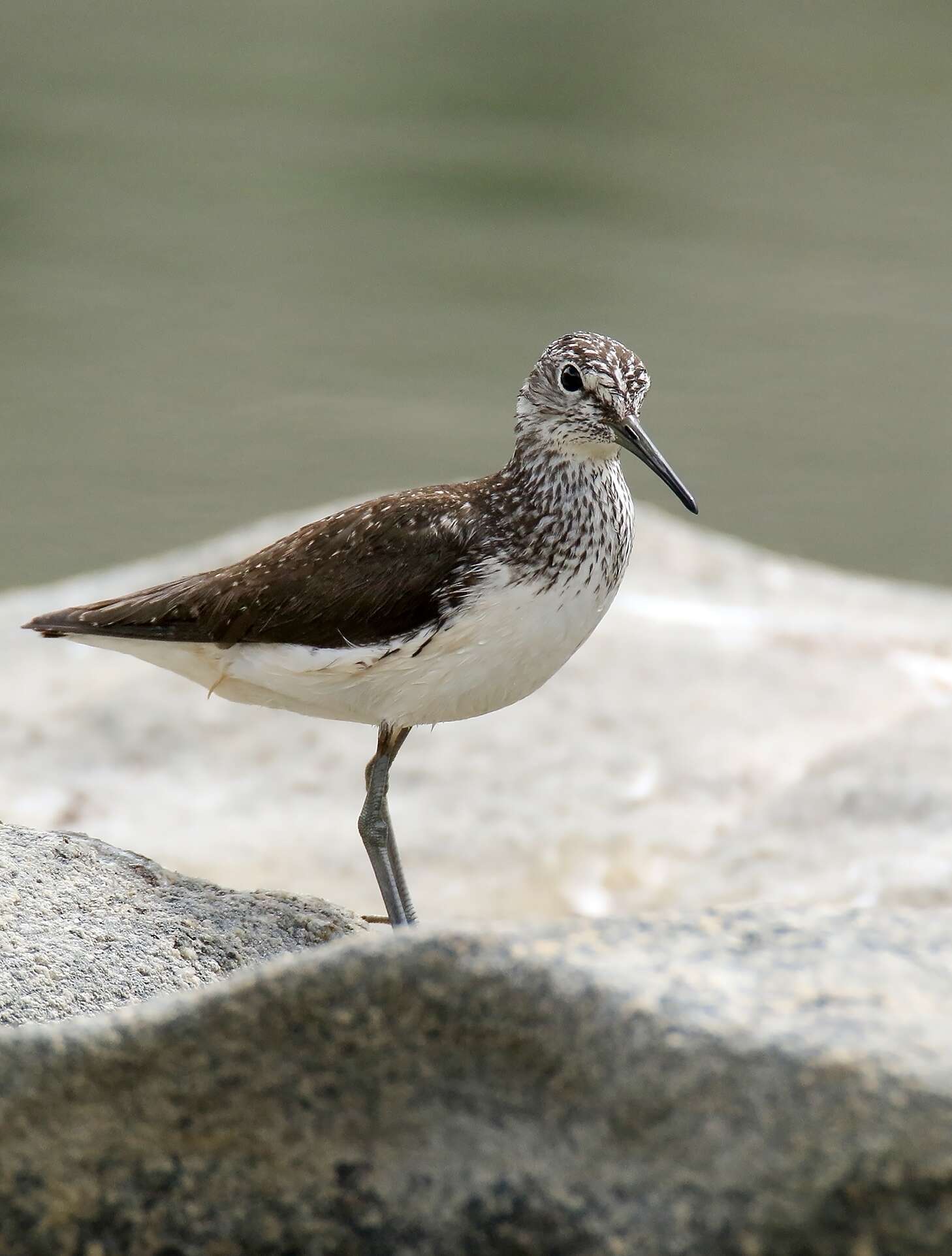 Image of Green Sandpiper