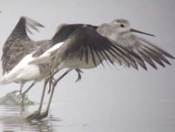 Image of Marsh Sandpiper