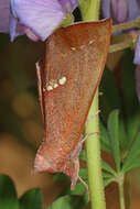 Imagem de Hypsoropha monilis Fabricius 1777