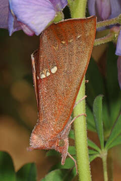 Слика од Hypsoropha monilis Fabricius 1777