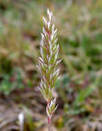 Image of Somerset hair grass