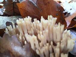 Image de Ramaria stricta (Pers.) Quél. 1888