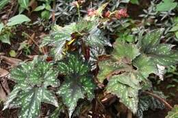 Image of Begonia rex Putz.