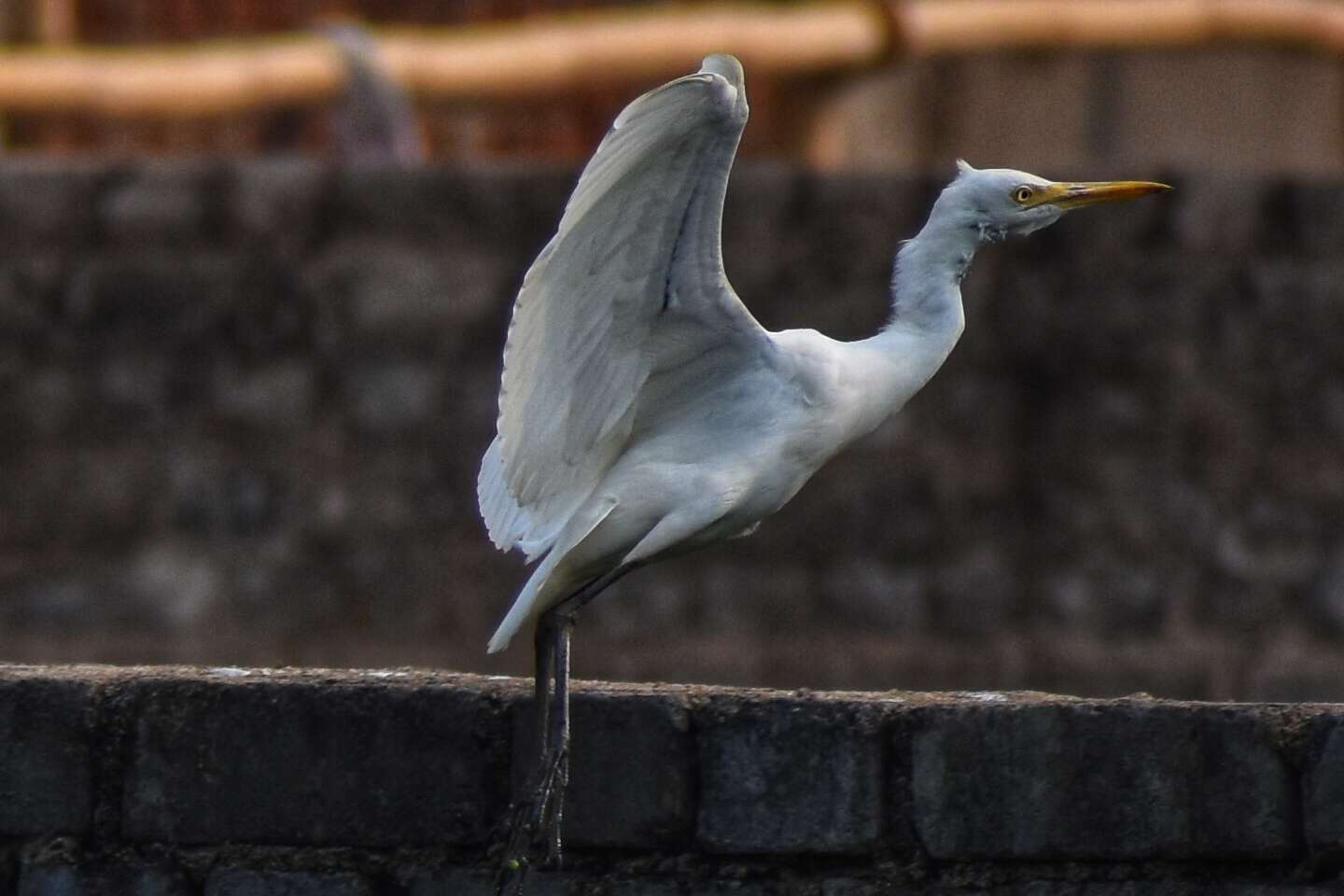 Image of Intermediate Egret