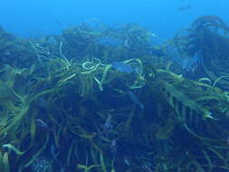 Image of Leathery yellow brown kelp