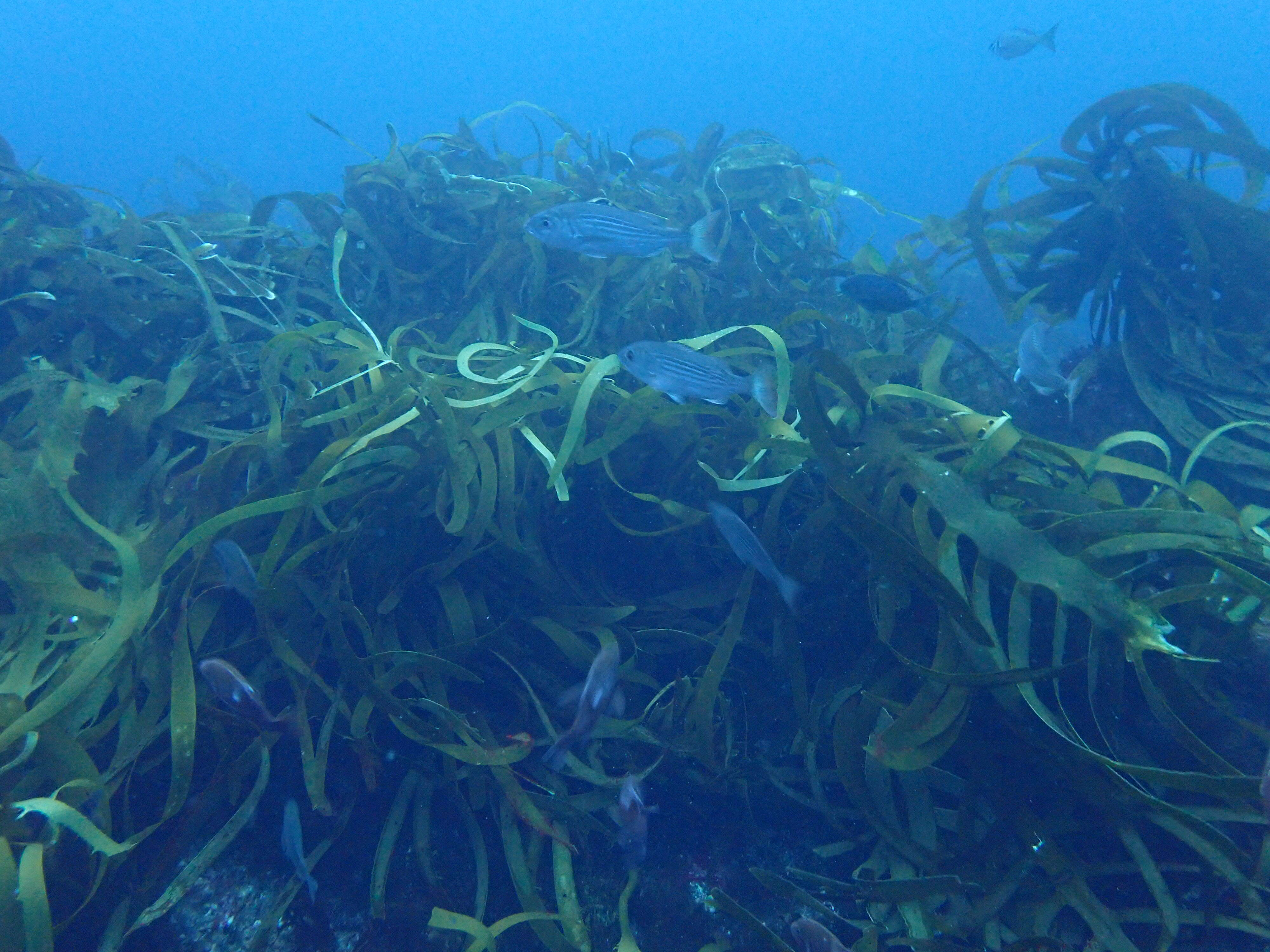 Image of Leathery yellow brown kelp