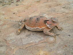 Image of Greater Short-horned Lizard