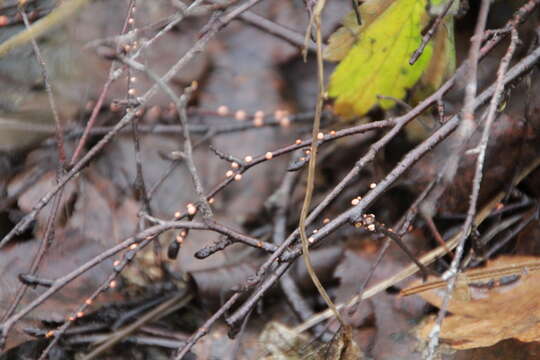 Image of Nectria cinnabarina (Tode) Fr. 1849