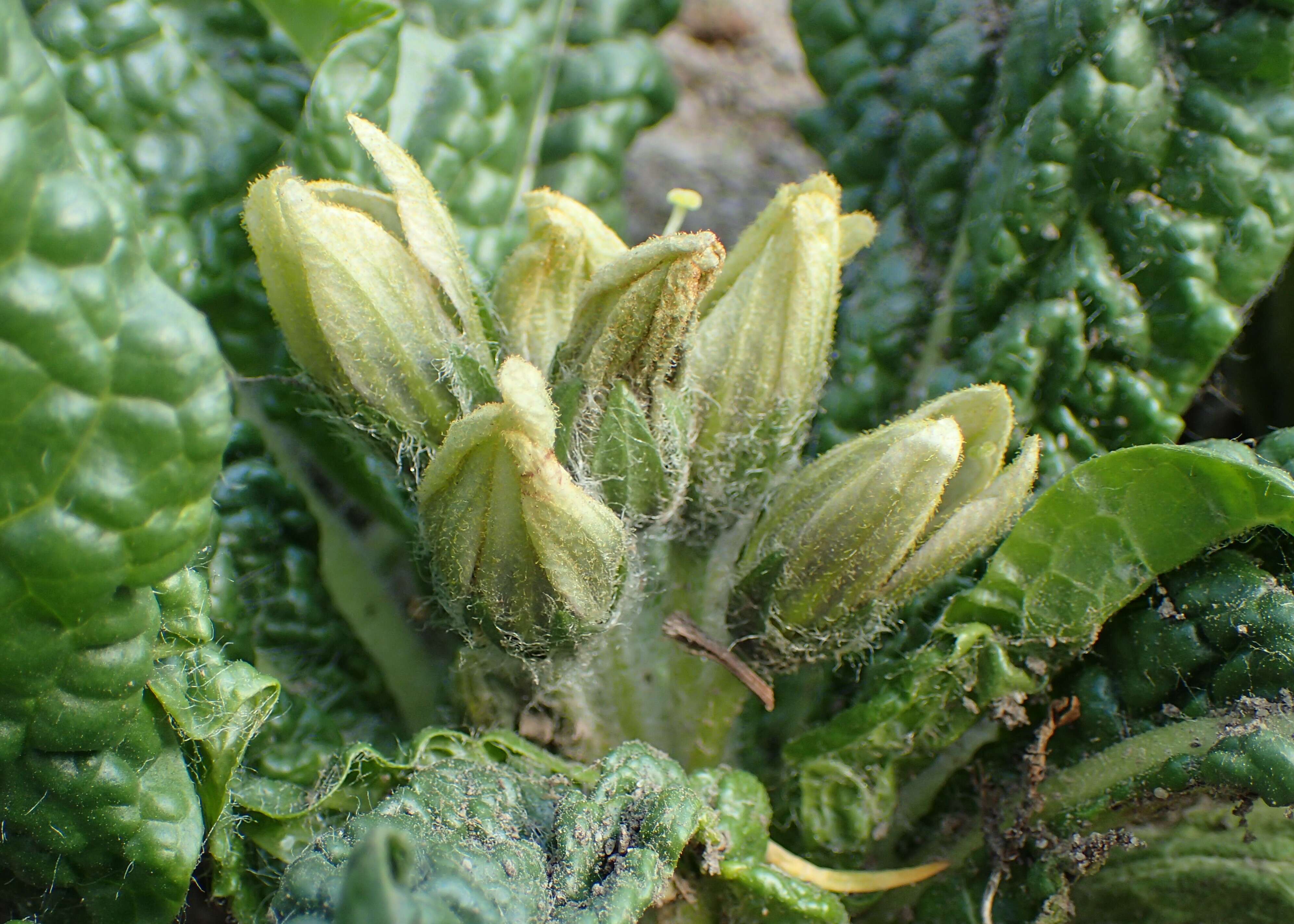 Image de Mandragora officinarum