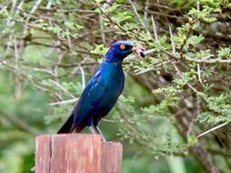 Image of Cape Glossy Starling