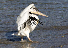 Image of Great White Pelican