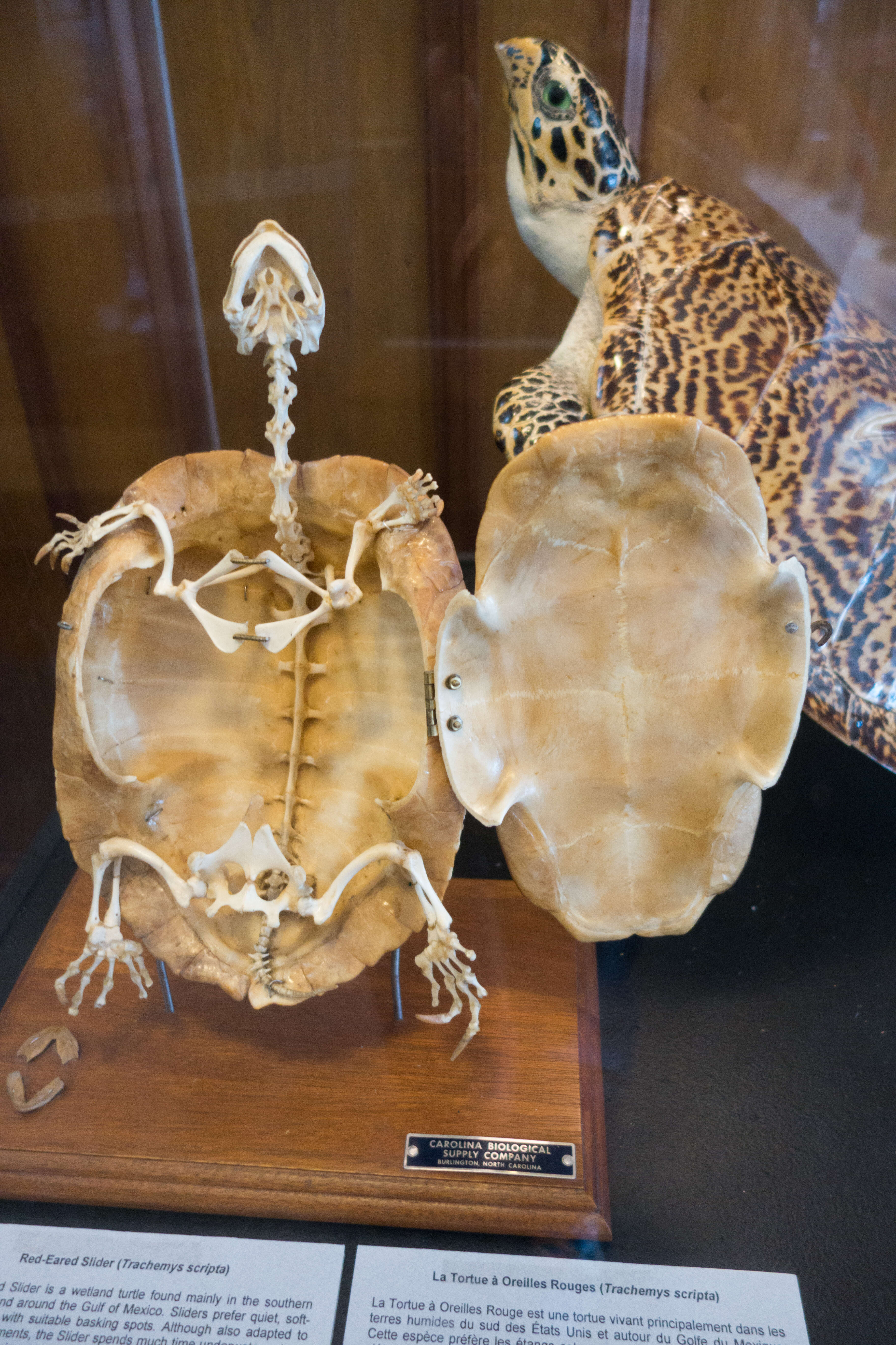 Image of slider turtle, red-eared terrapin, red-eared slider