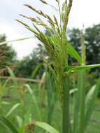 Image of Johnson grass