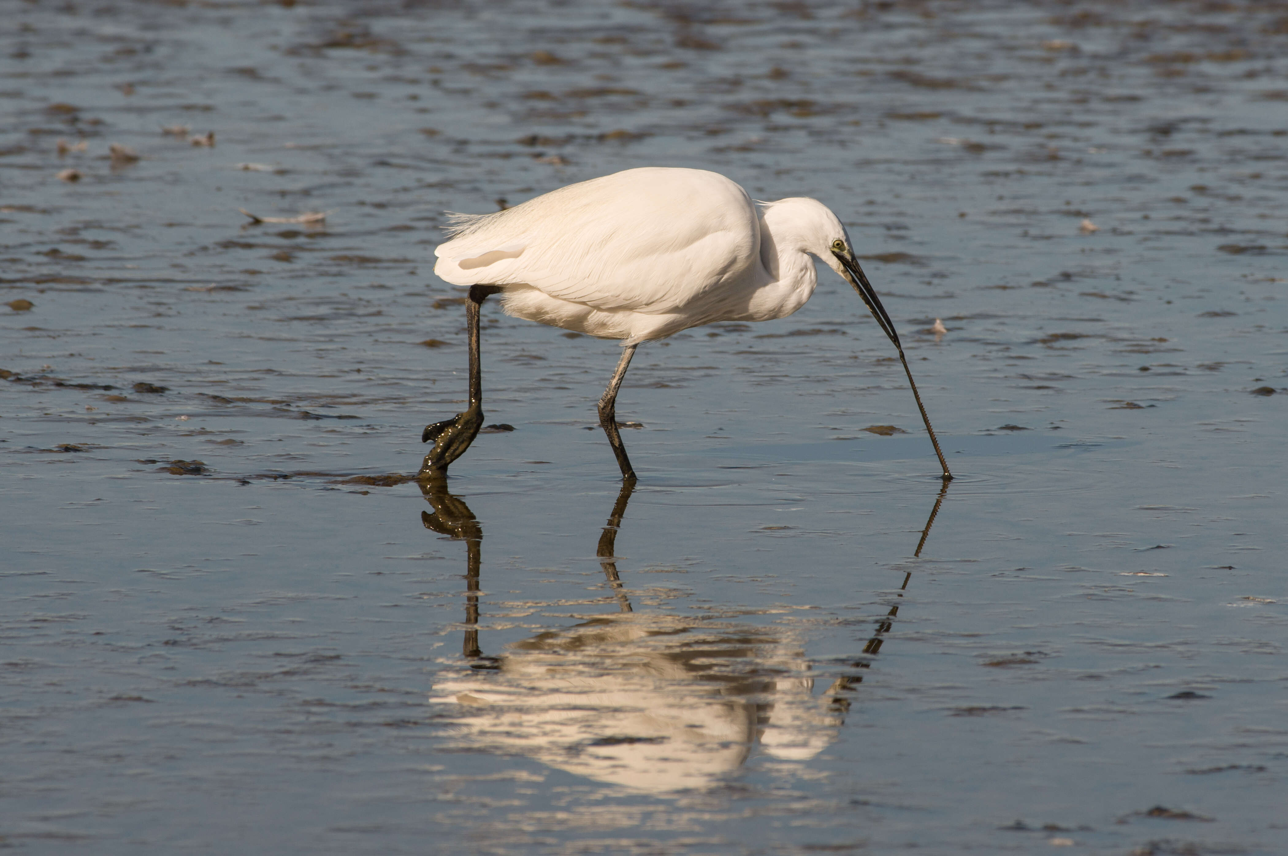 Image of Little Egret