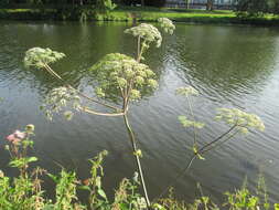 Image of wild angelica