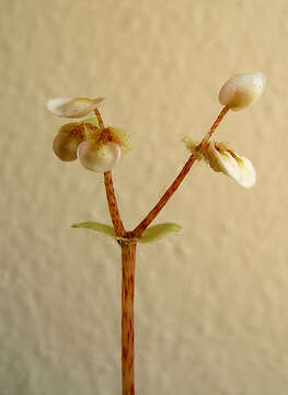 Image of Begonia bowerae Ziesenh.