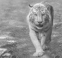 Image of Tiger