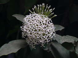 صورة Ixora finlaysoniana Wall. ex G. Don