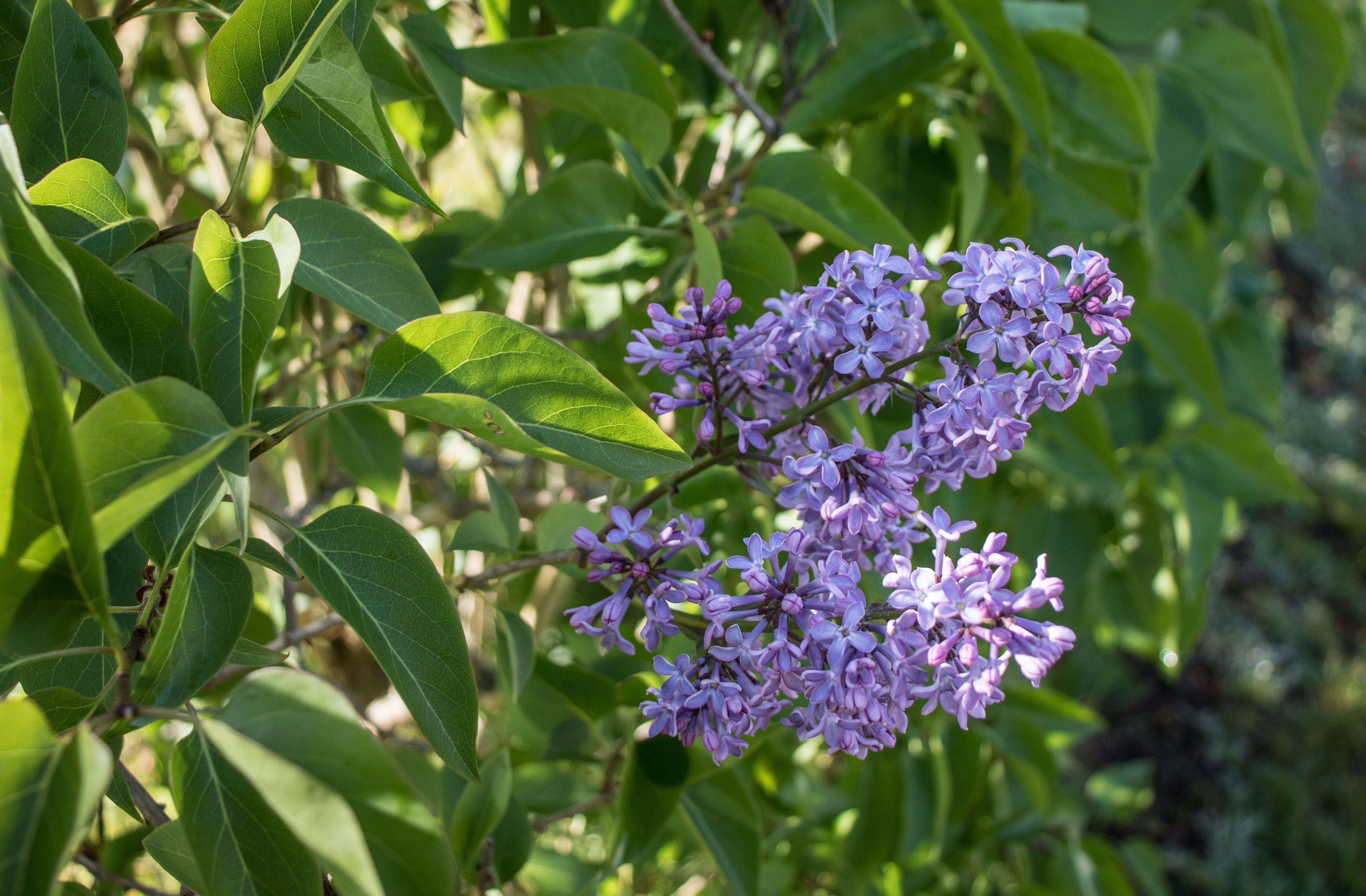 Image of Common Lilac