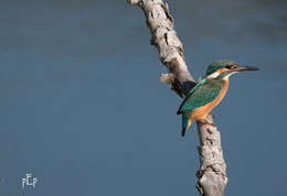 Image of Common Kingfisher