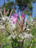 Слика од Epilobium hirsutum L.
