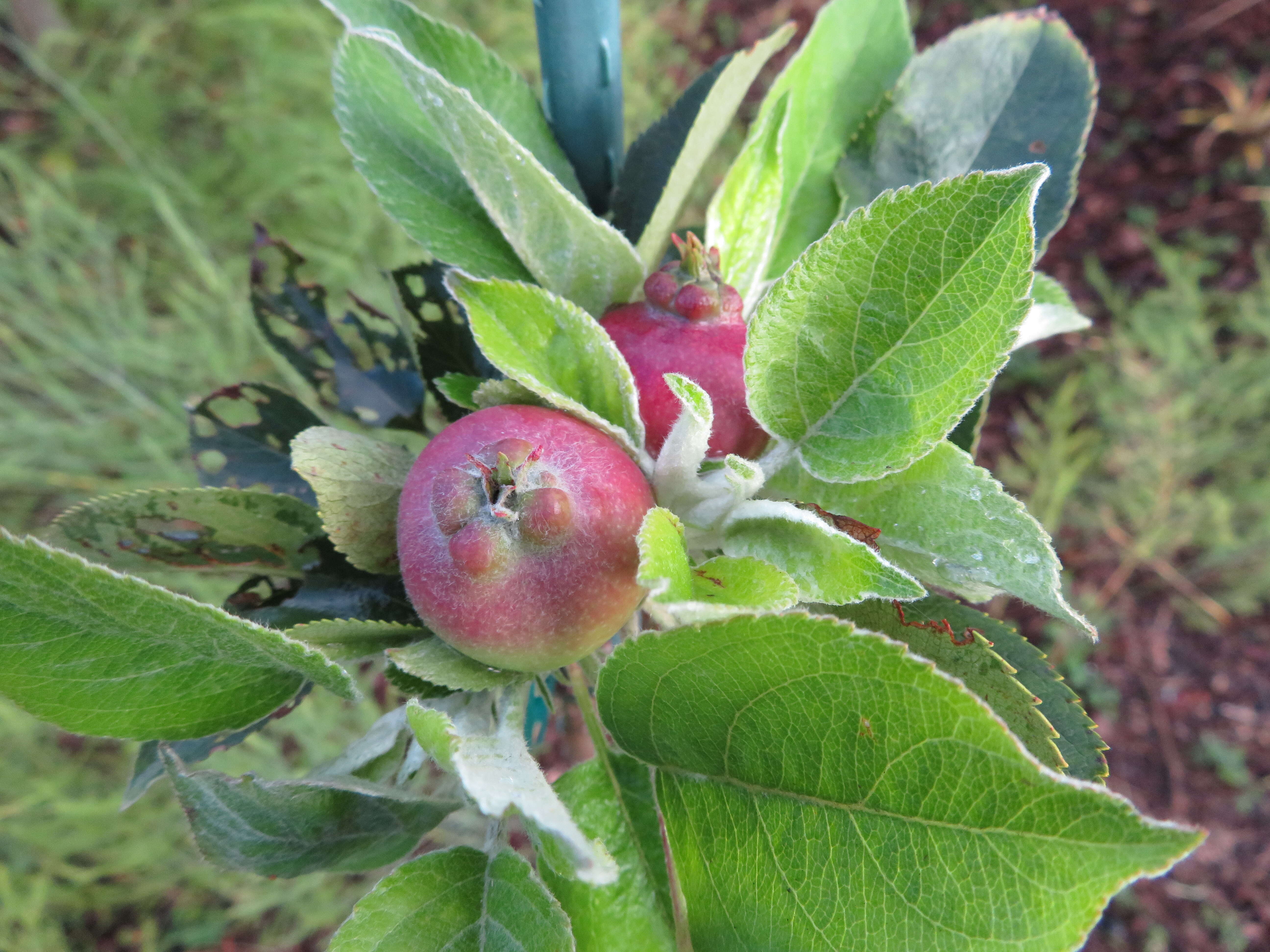 Image of paradise apple