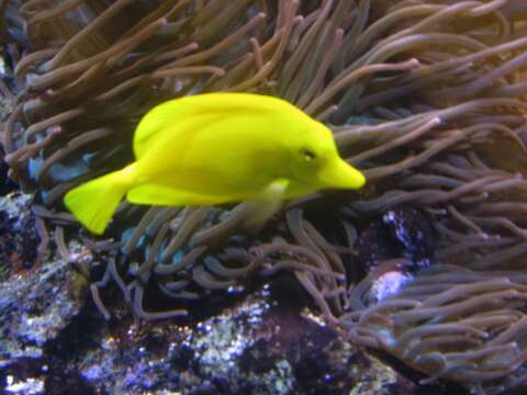 Image of Lemon Sailfin