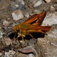 Image of Rural Skipper