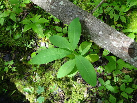 Слика од Lonicera oblongifolia (Goldie) Hook.