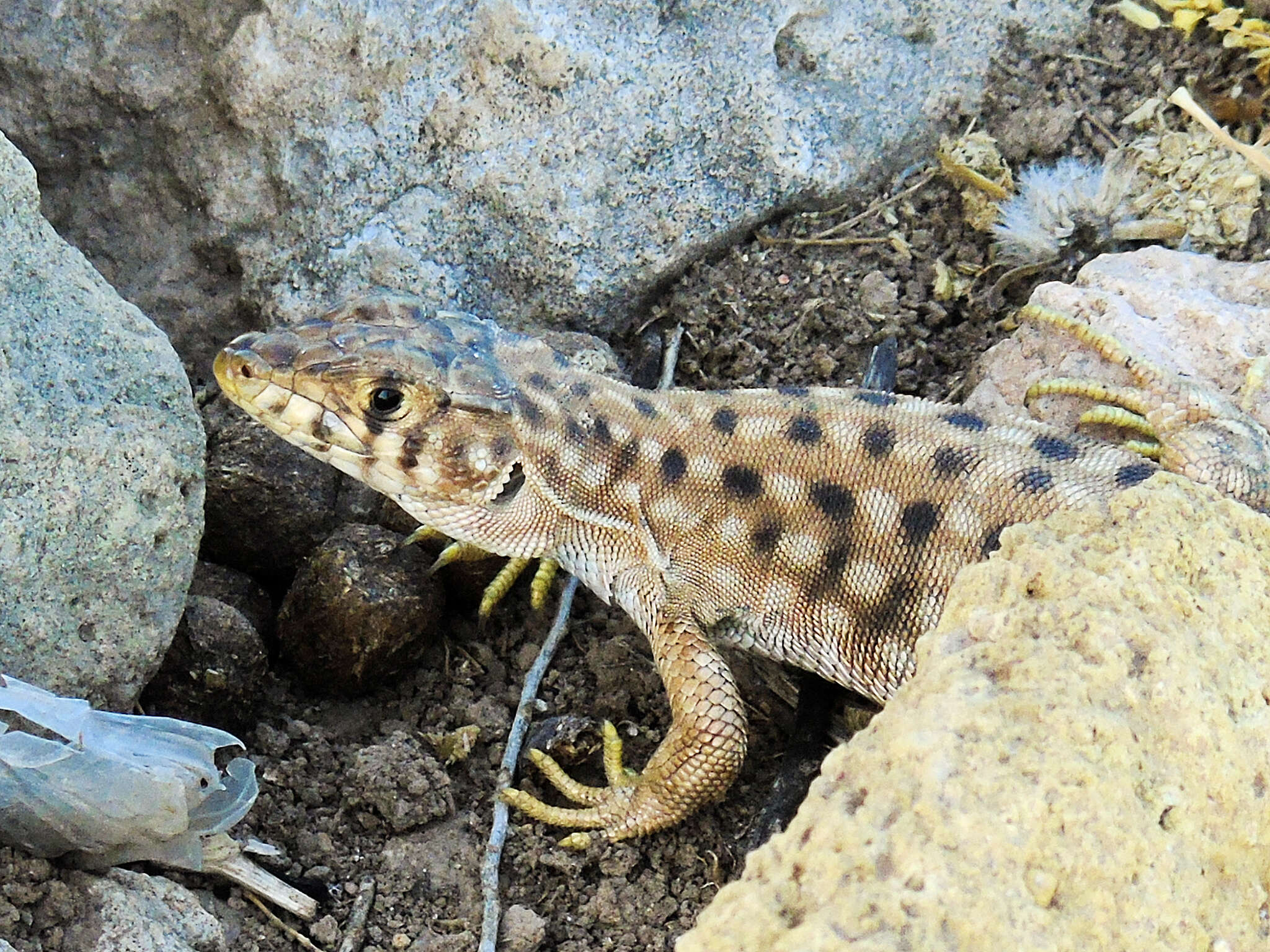 Plancia ëd Acanthodactylus Wiegmann 1834