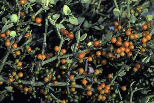 Image of Viscum rotundifolium L. fil.