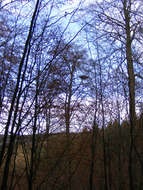 Image de Cigogne noire
