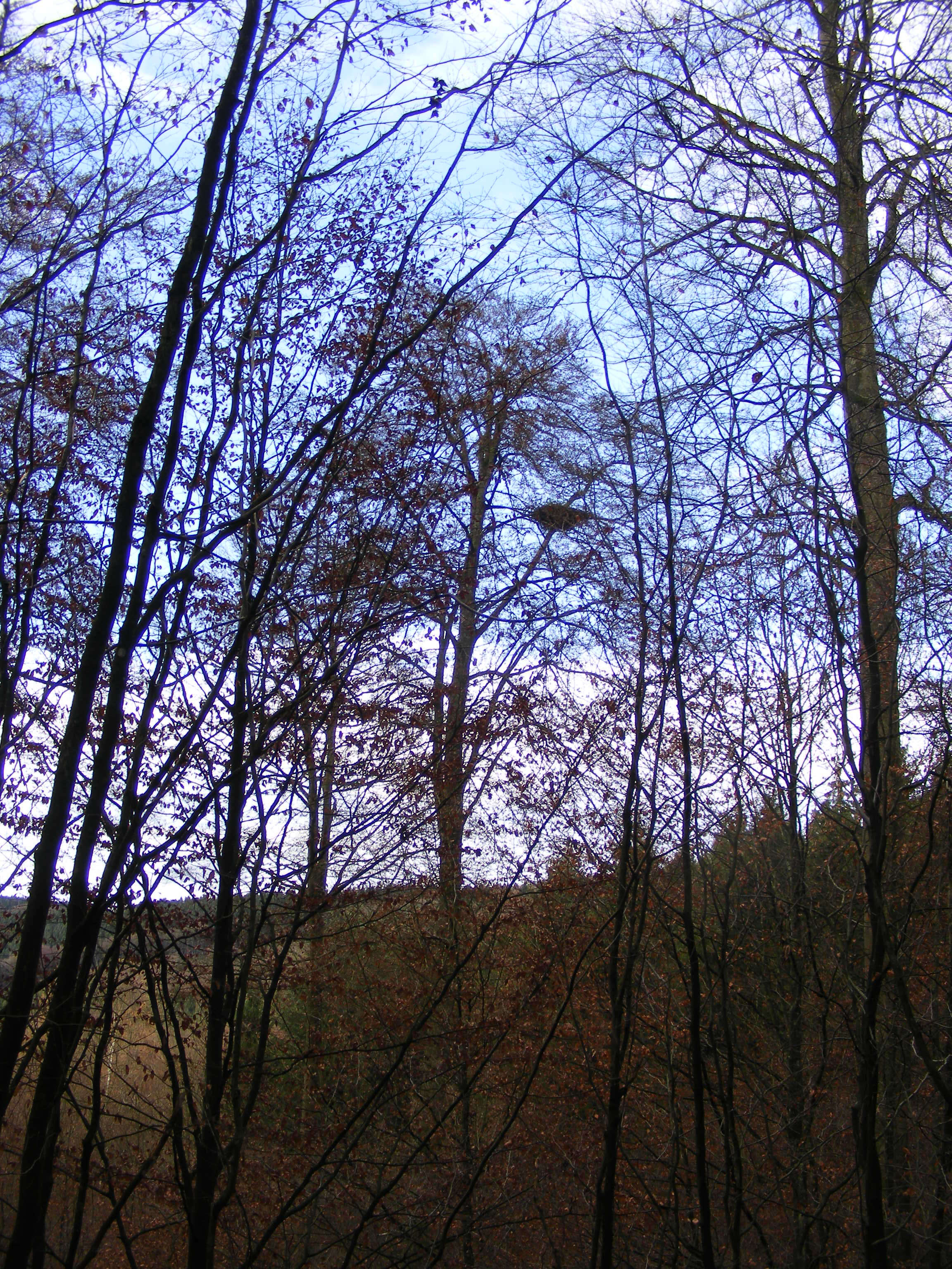 Image de Cigogne noire