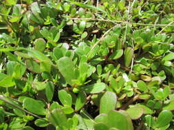 Image of common purslane