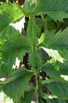 Image de Melianthus major L.