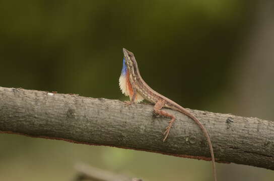 Image of Fan Throated Lizard