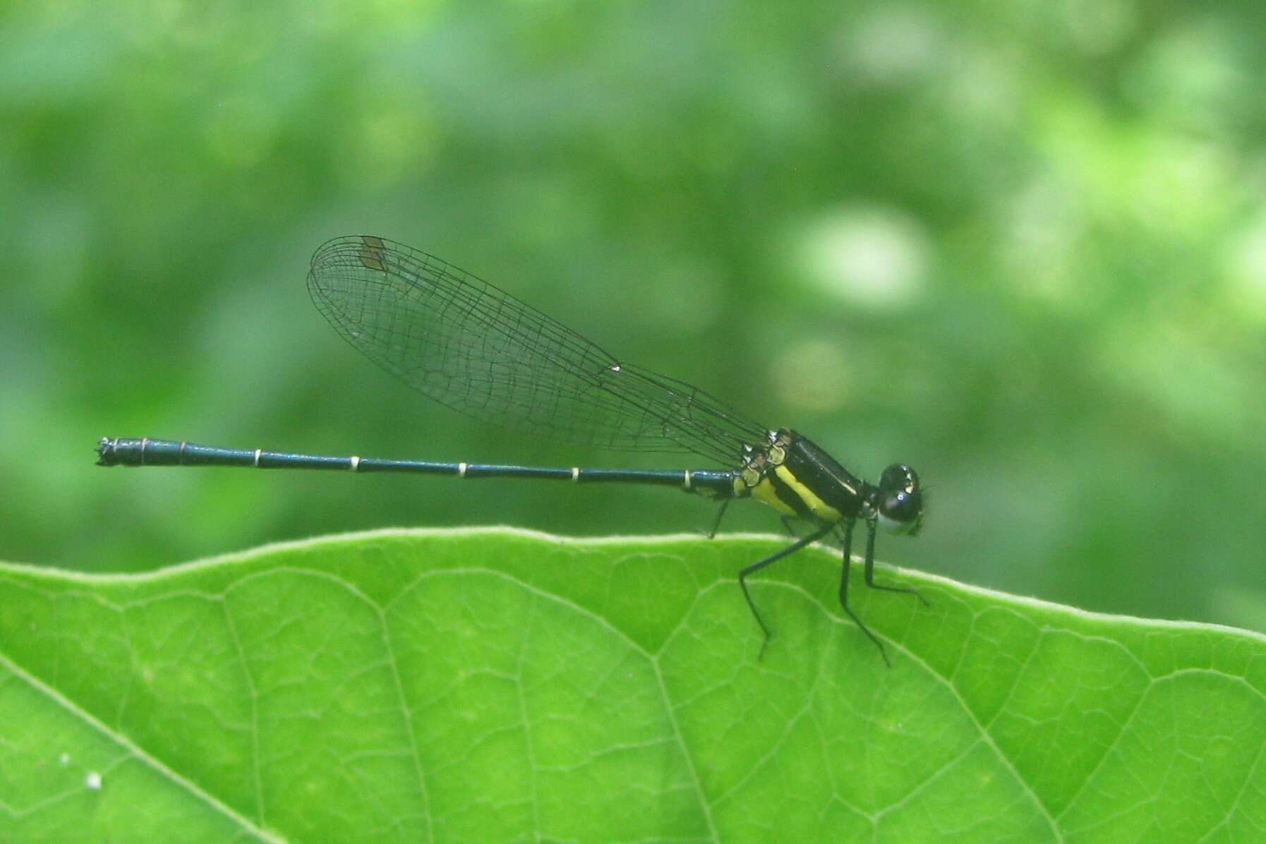 Image de Onychargia Selys 1865