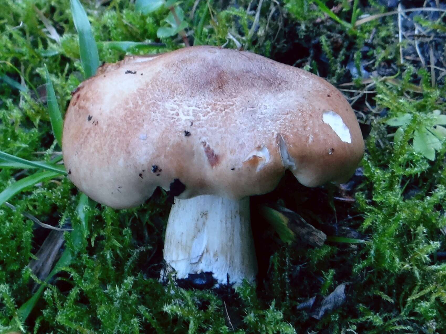 Image of bitter brown leucopaxillus