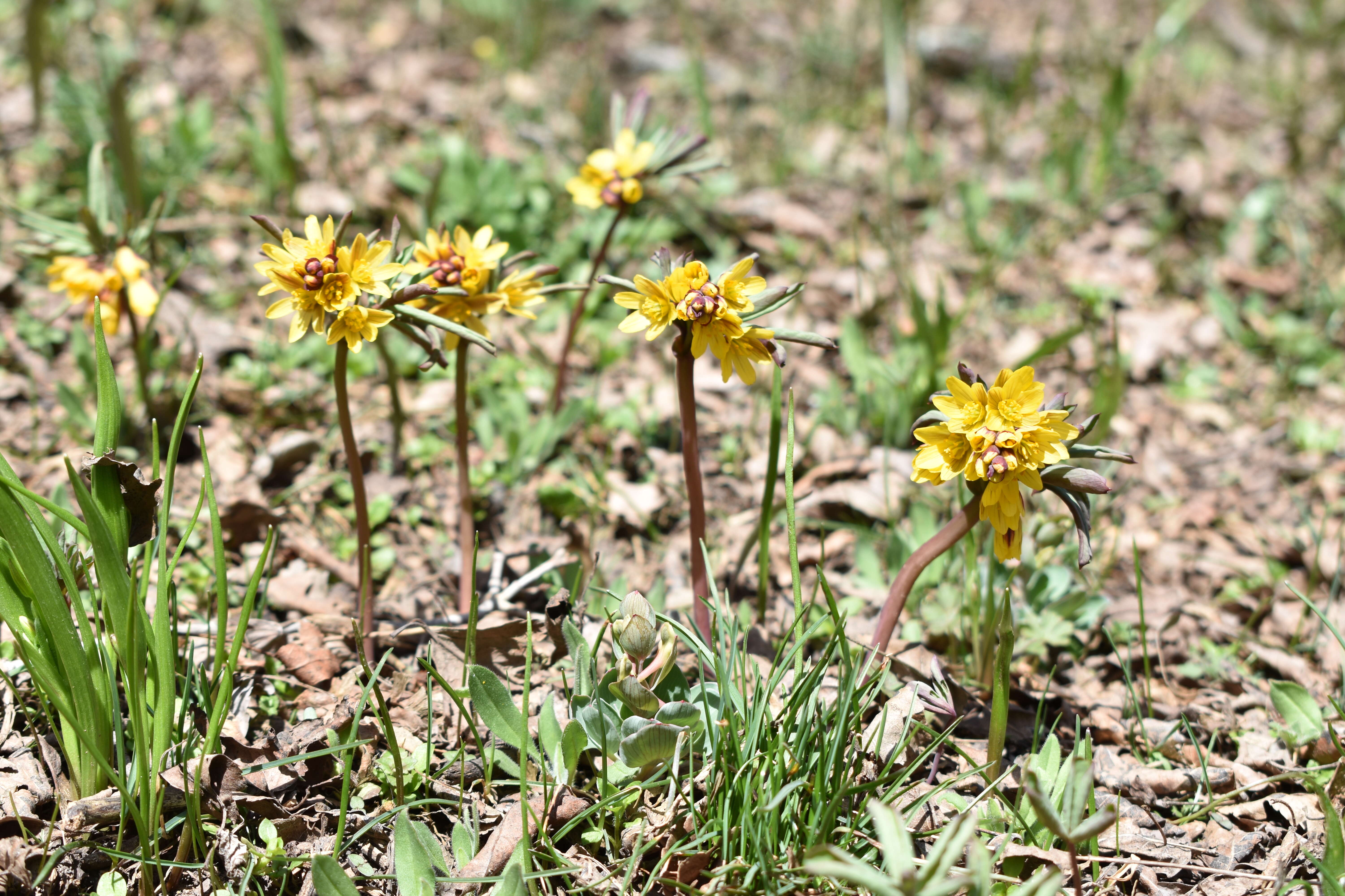 Image of Gymnospermium alberti