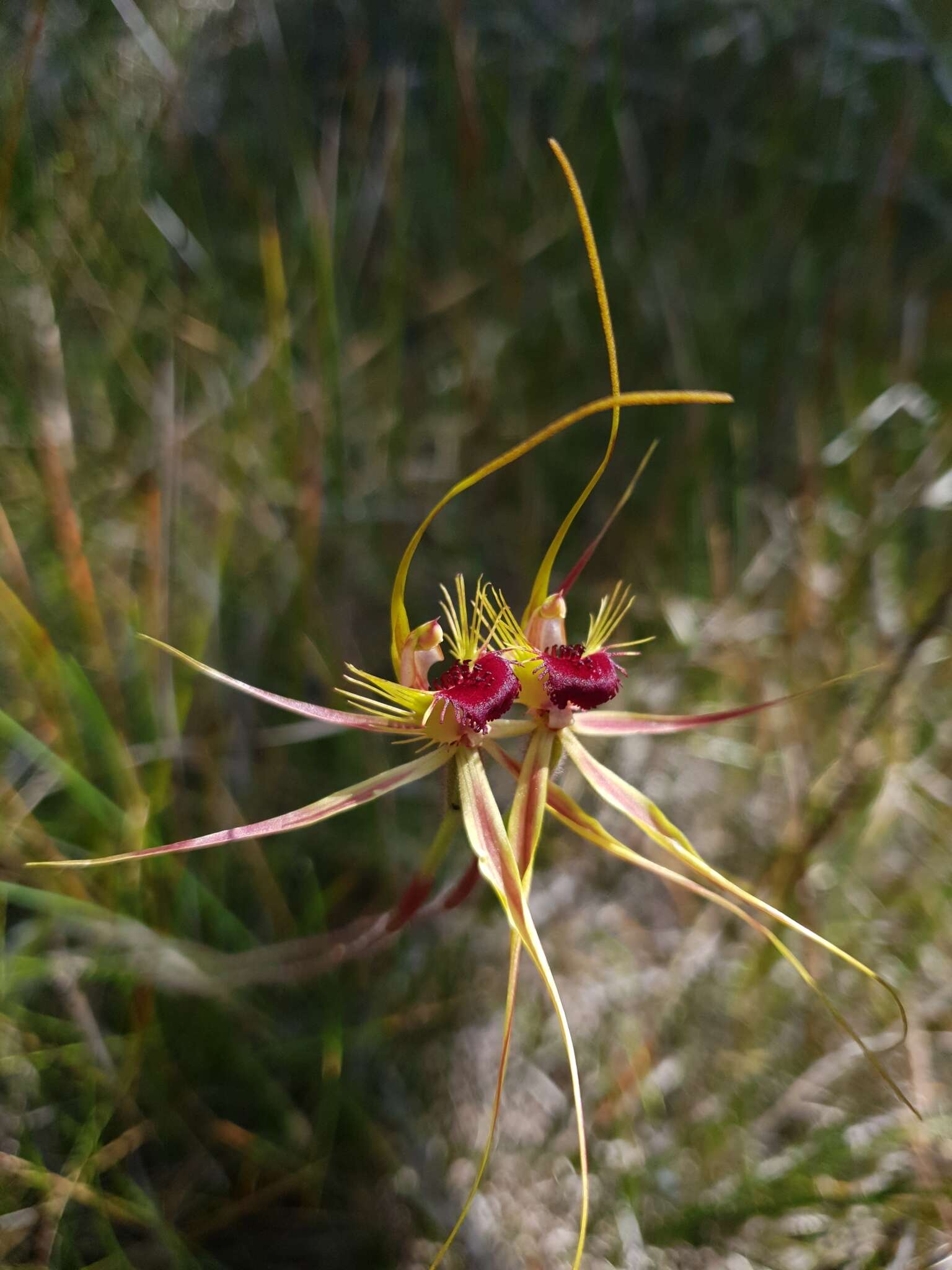 Image of Ray spider orchid