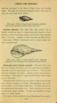 Image of Pond Snails