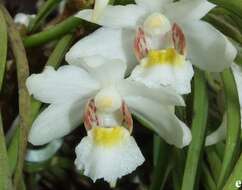 Image de Holcoglossum