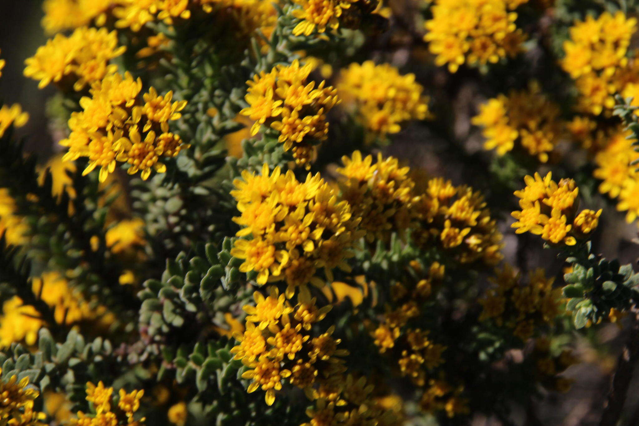 Image of Oedera genistifolia (L.) A. A. Anderberg & K. Bremer