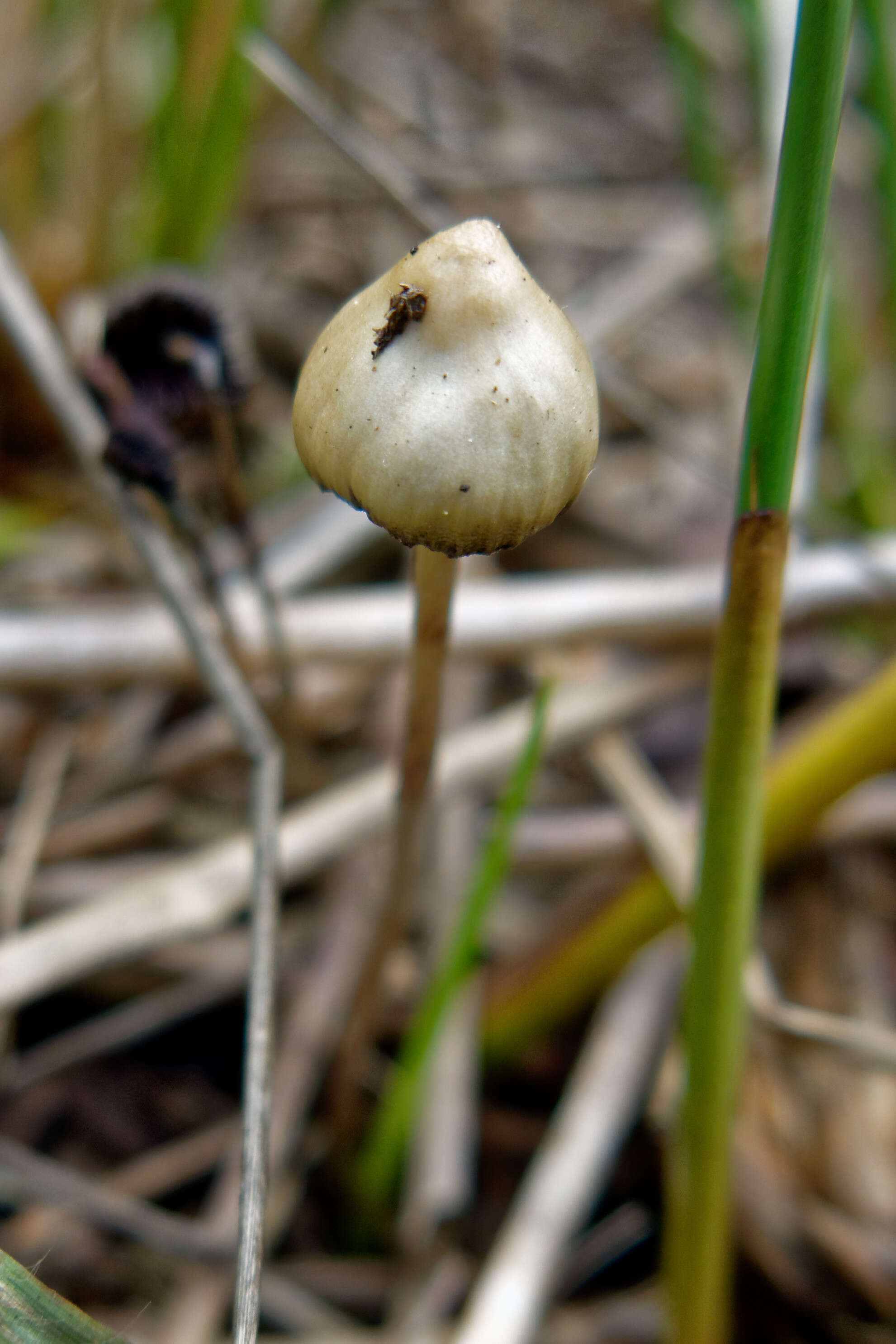 Plancia ëd Psilocybe semilanceata (Fr.) P. Kumm. 1871