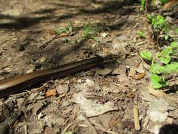 Image of Slow worm