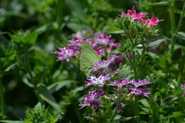 Image of annual phlox