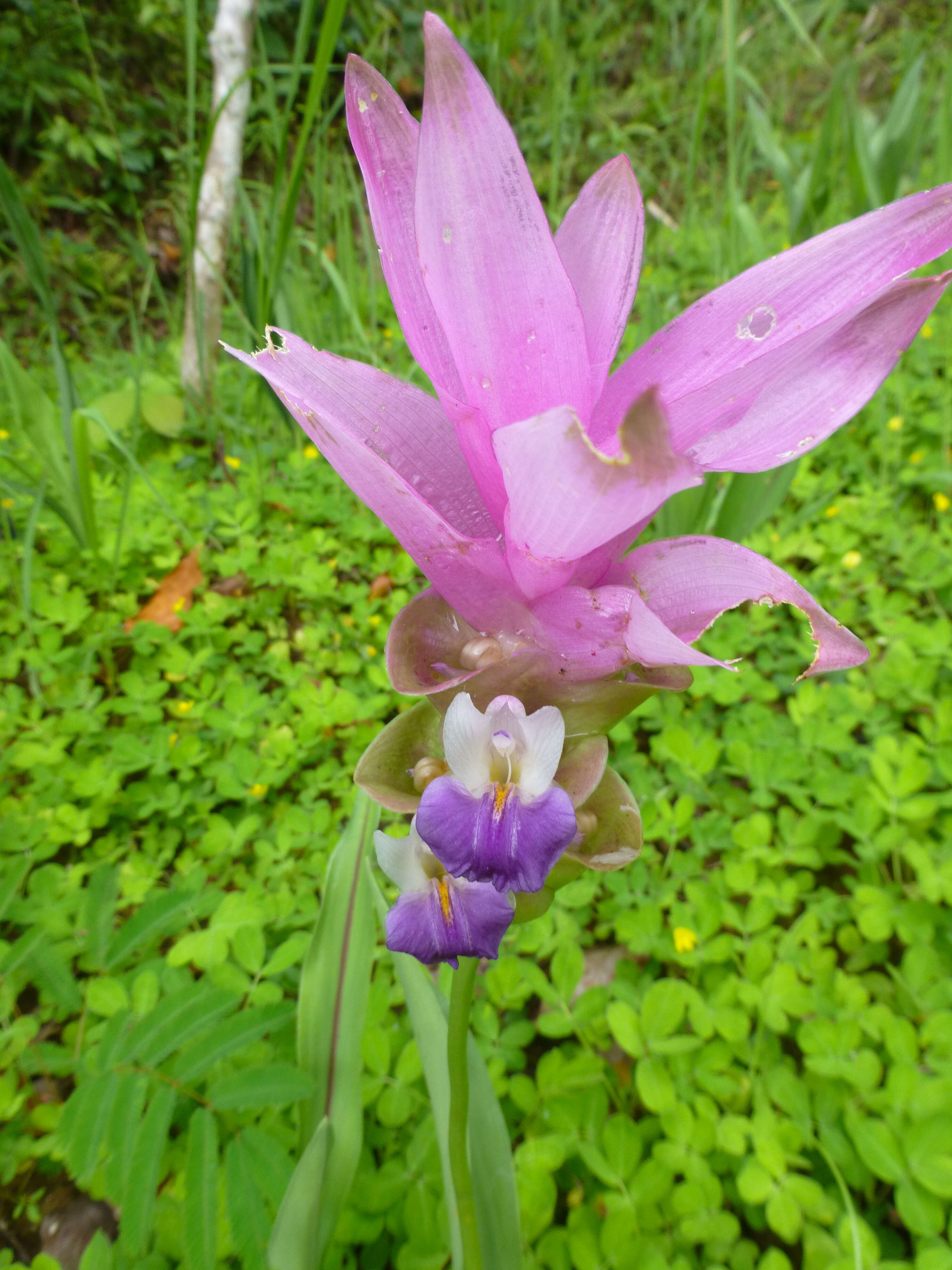 Imagem de Curcuma alismatifolia Gagnep.