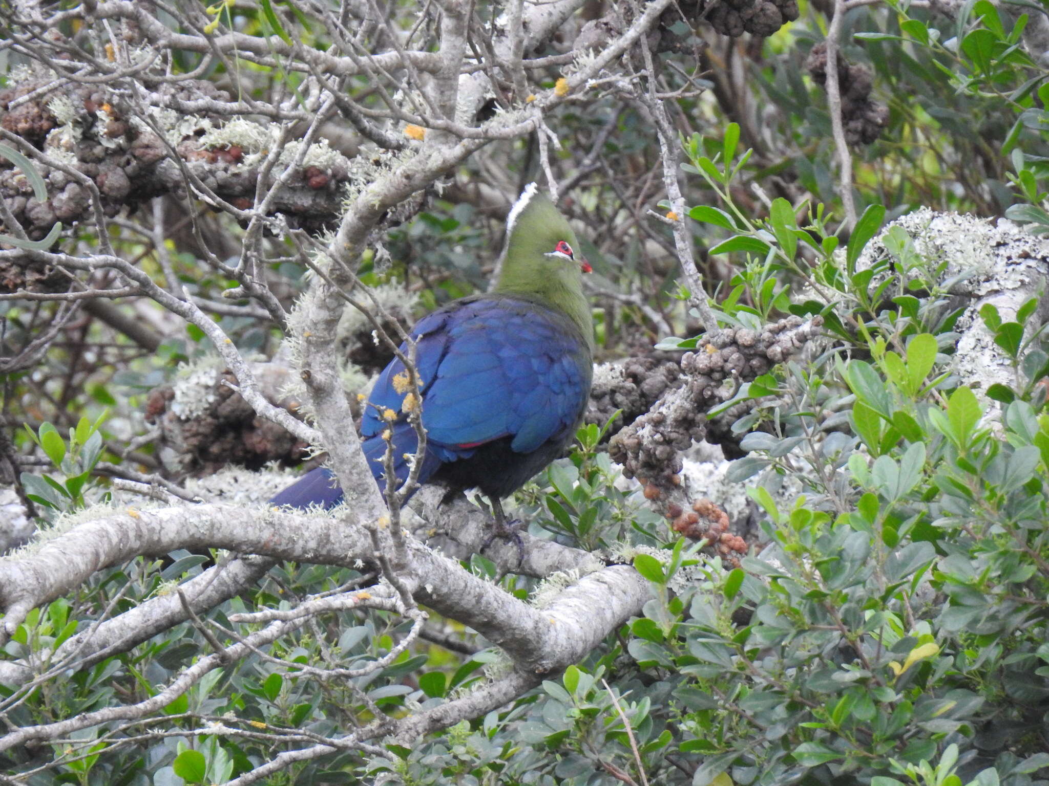 Image of Knysna Lourie